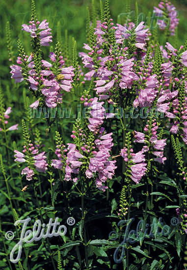 Fizostégia virgínska PHYSOSTEGIA virginiana Rosea cca.20 semien